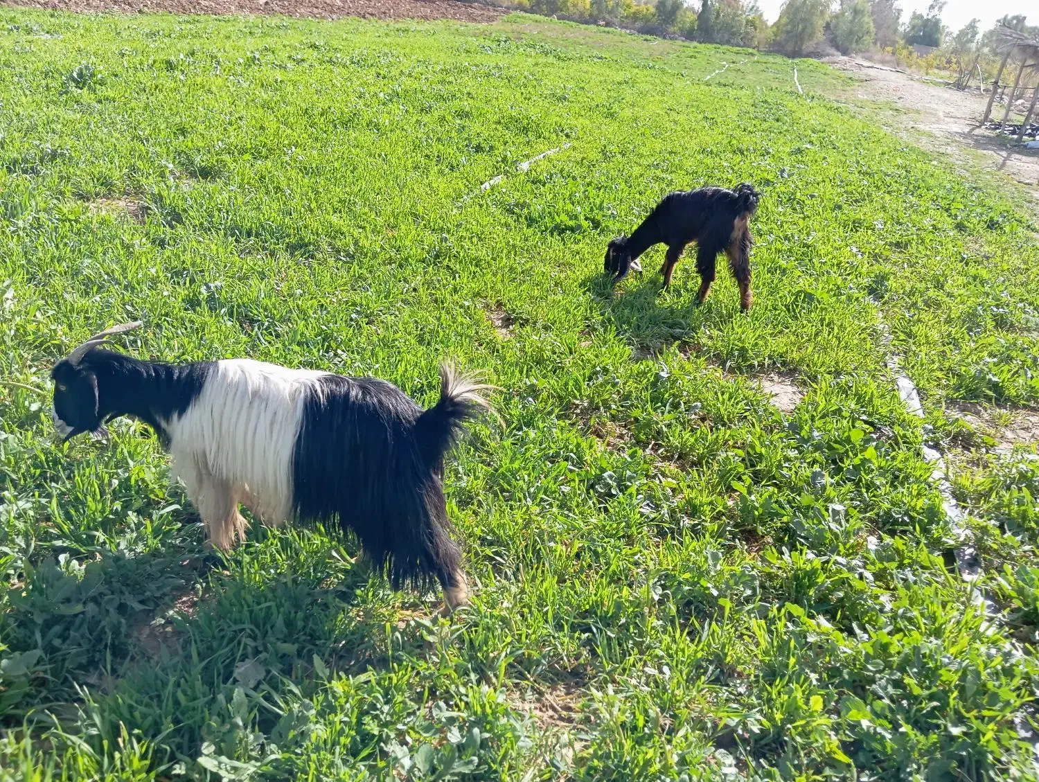 بز و کولار|حیوانات مزرعه|داراب, |دیوار