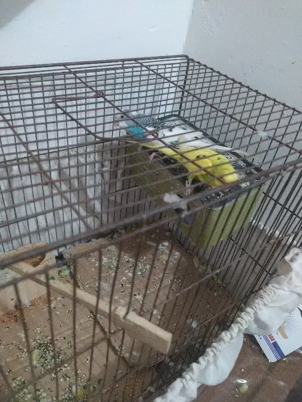 مرغ عشق|پرنده|تاکستان, |دیوار