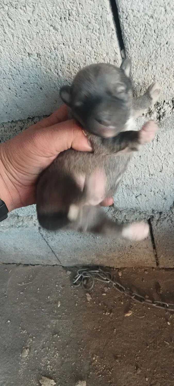 توله سگ پاکوتاه|سگ|کرمانشاه, |دیوار