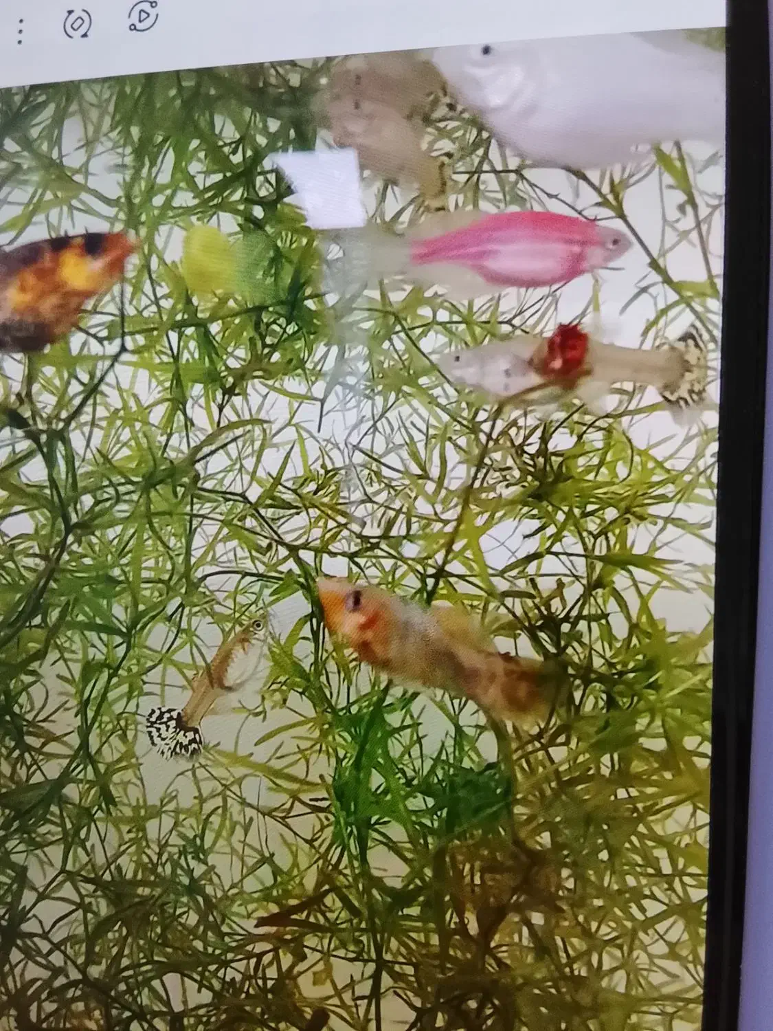 آکواریوم|ماهی|قوچان, |دیوار