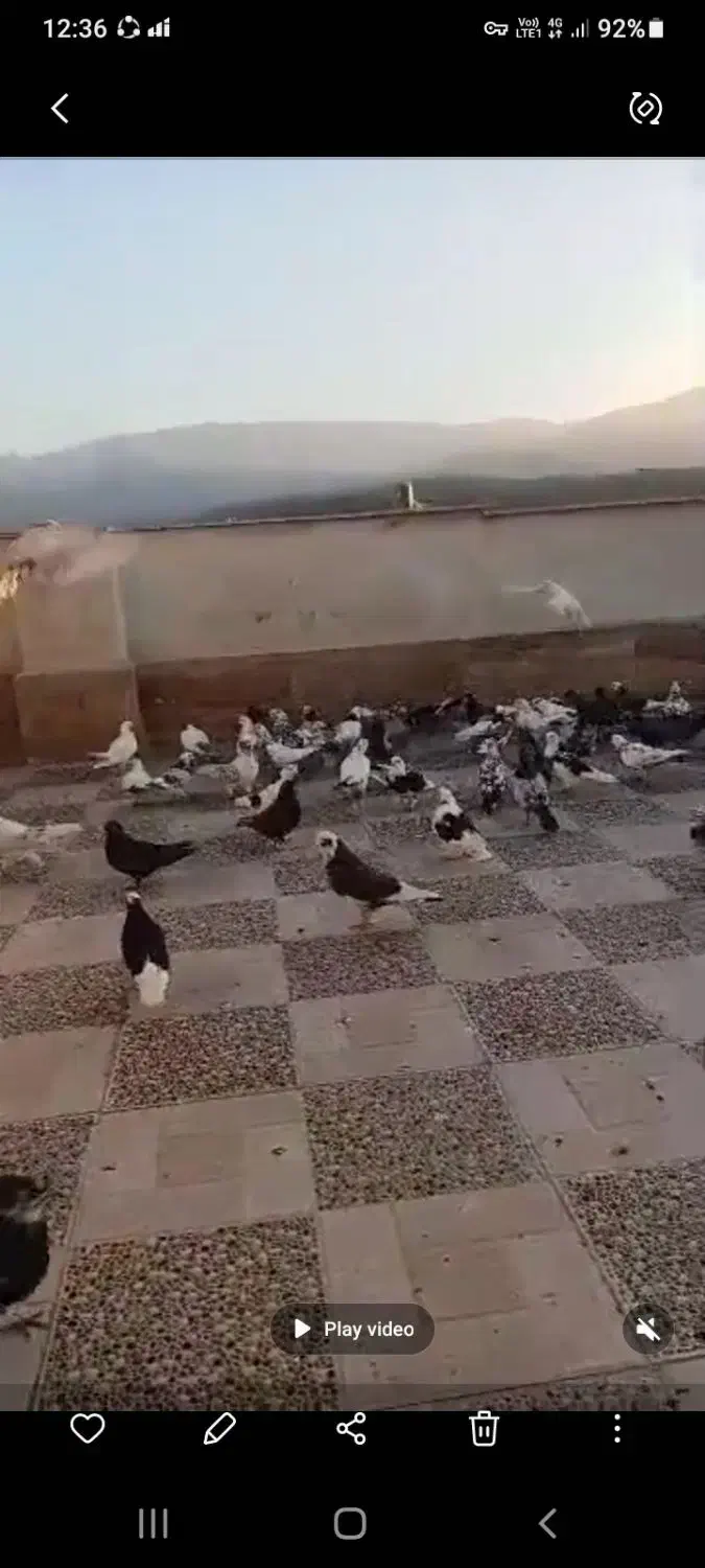 کبوتر|پرنده|گرگان, |دیوار