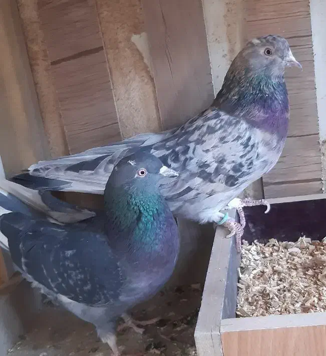 بوم هما و سرور|حیوانات|اصفهان, رهنان|دیوار