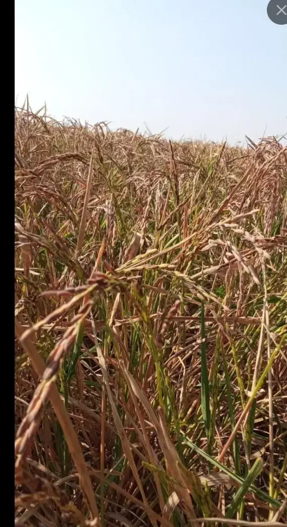 ۱۰ کیسه برنج عنبر دارم ۱۷۵۰/۰۰۰|خوردنی و آشامیدنی|شوشتر, |دیوار