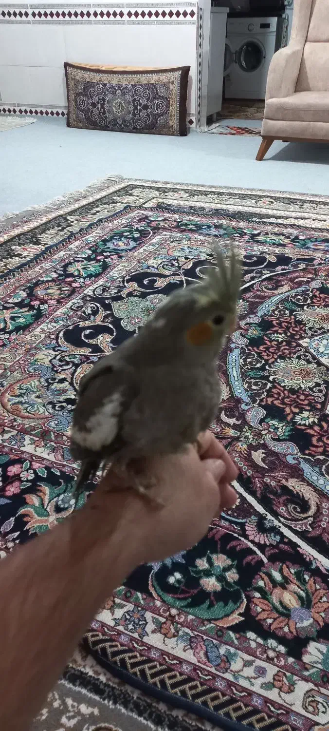 عروس هلندی|پرنده|خان ببین, |دیوار