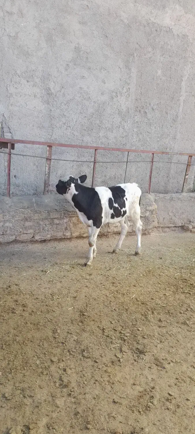 گوساله هلشتاین|حیوانات مزرعه|آوج, |دیوار