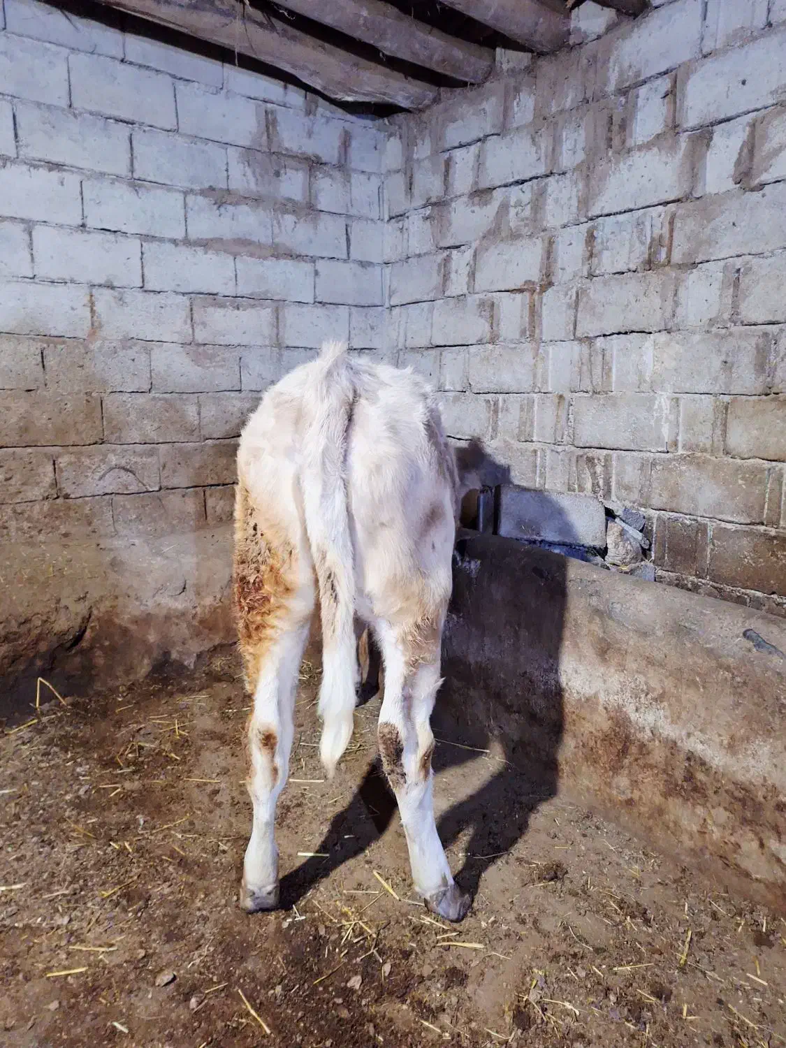 گاو،گوساله|حیوانات مزرعه|مشگین شهر, |دیوار