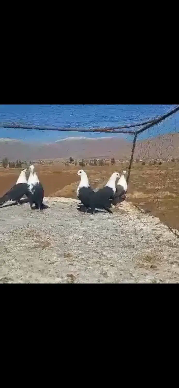 پرنده|پرنده|شیراز, کوشک بیدک|دیوار