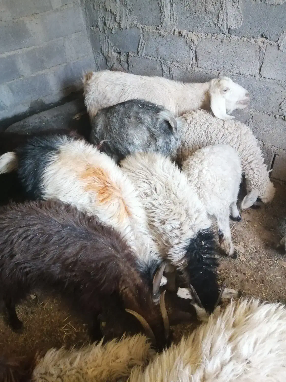 گوسفند فروشی|حیوانات مزرعه|بم, |دیوار