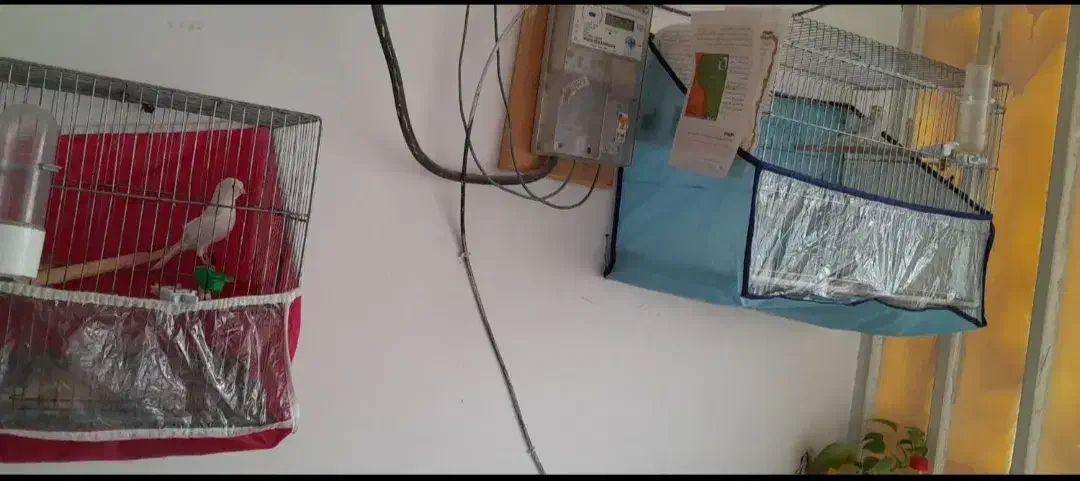 یک جفت قناری سیلور جوان مست مست|پرنده|مرودشت, ژیان|دیوار