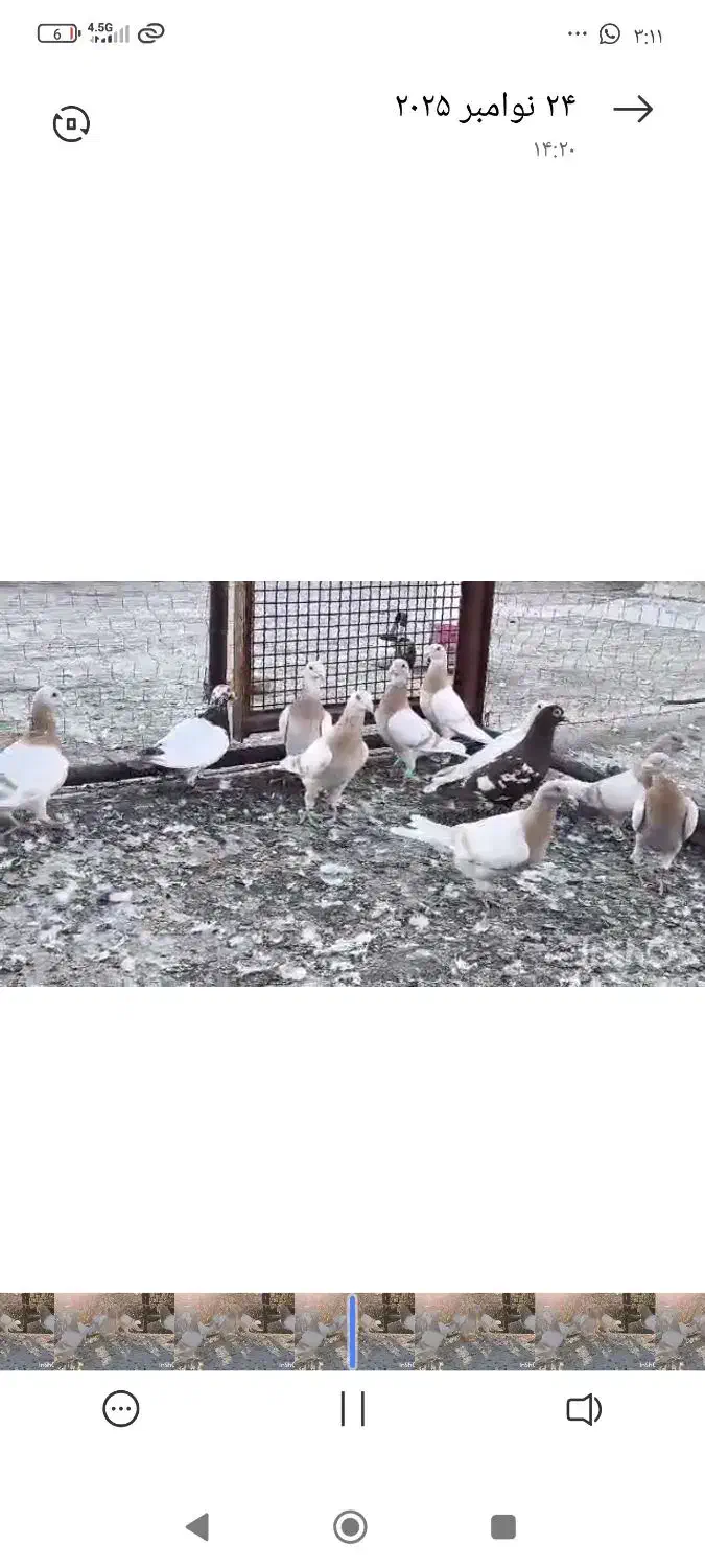 کبوتر|پرنده|شیراز, درکی|دیوار