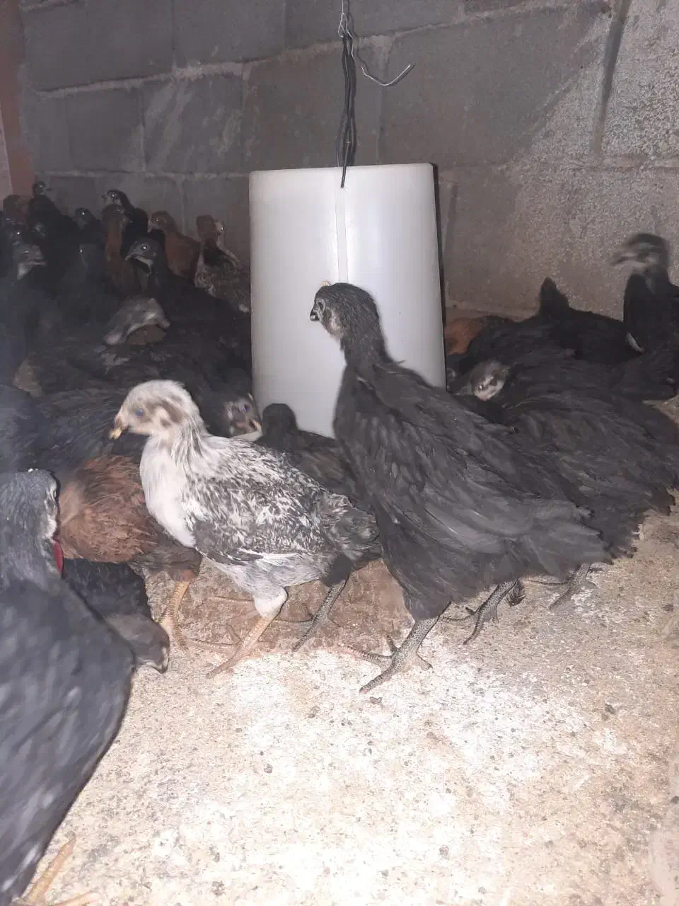 جوجه مرغ بلک|حیوانات مزرعه|دامغان, |دیوار