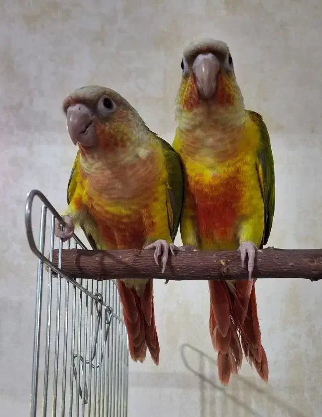 طوطی گرینچیک با قرمزی عالی|پرنده|مهریز, |دیوار