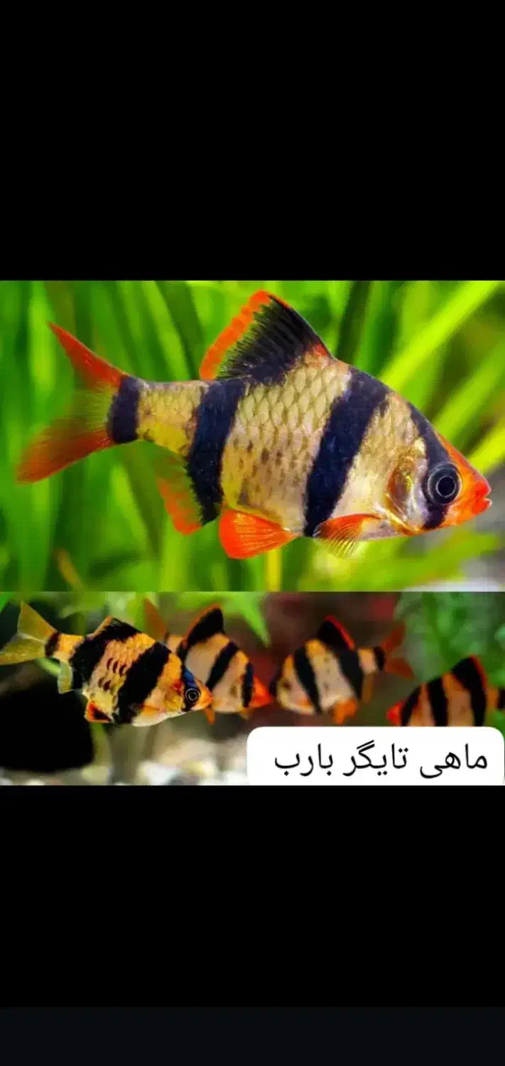 فروش آکواریوم و ماهیان زینتی|ماهی|مسجد سلیمان, |دیوار