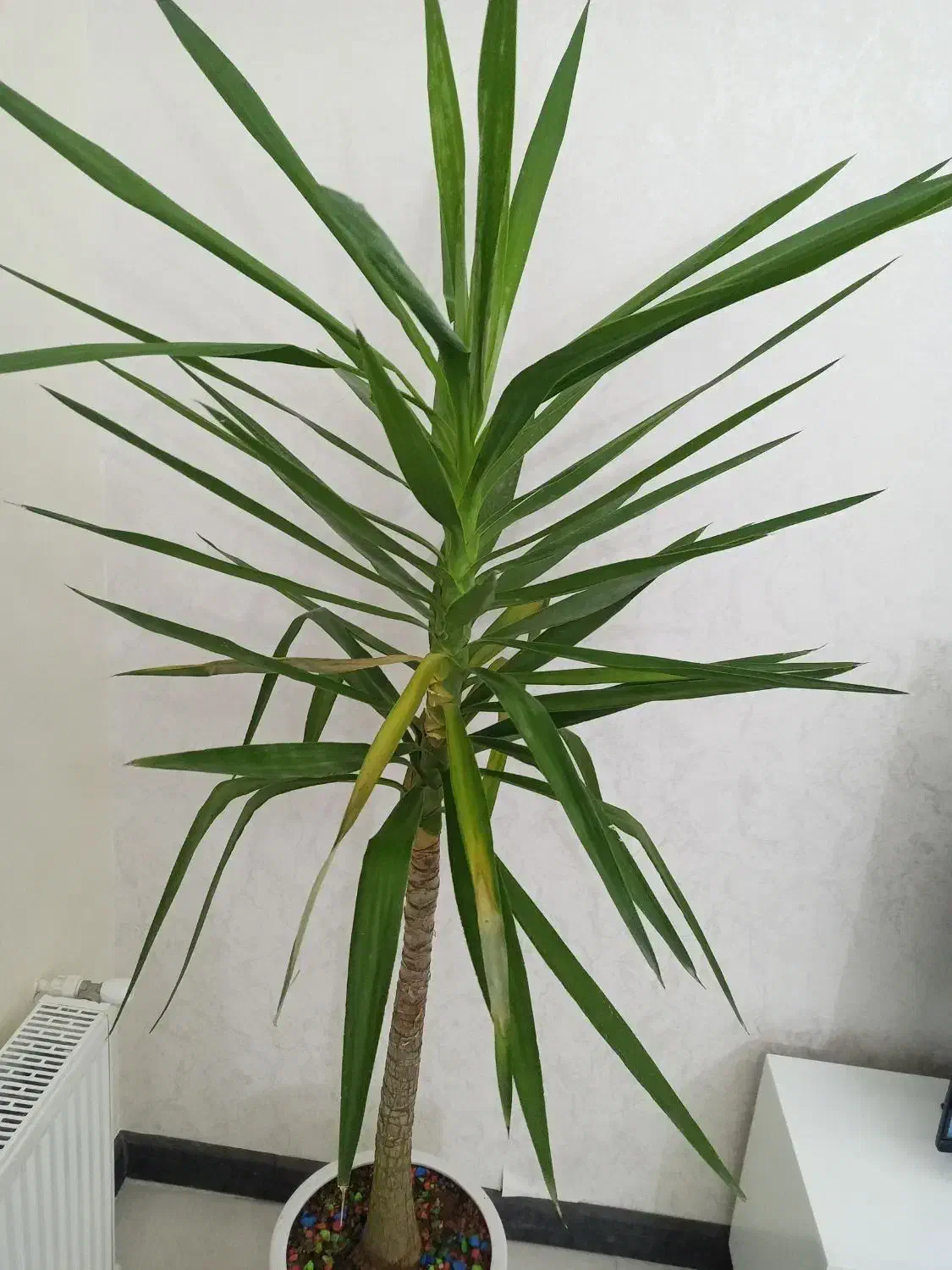 واحد110 متر رهن قیامدشت|اجارهٔ آپارتمان|خاوران, |دیوار