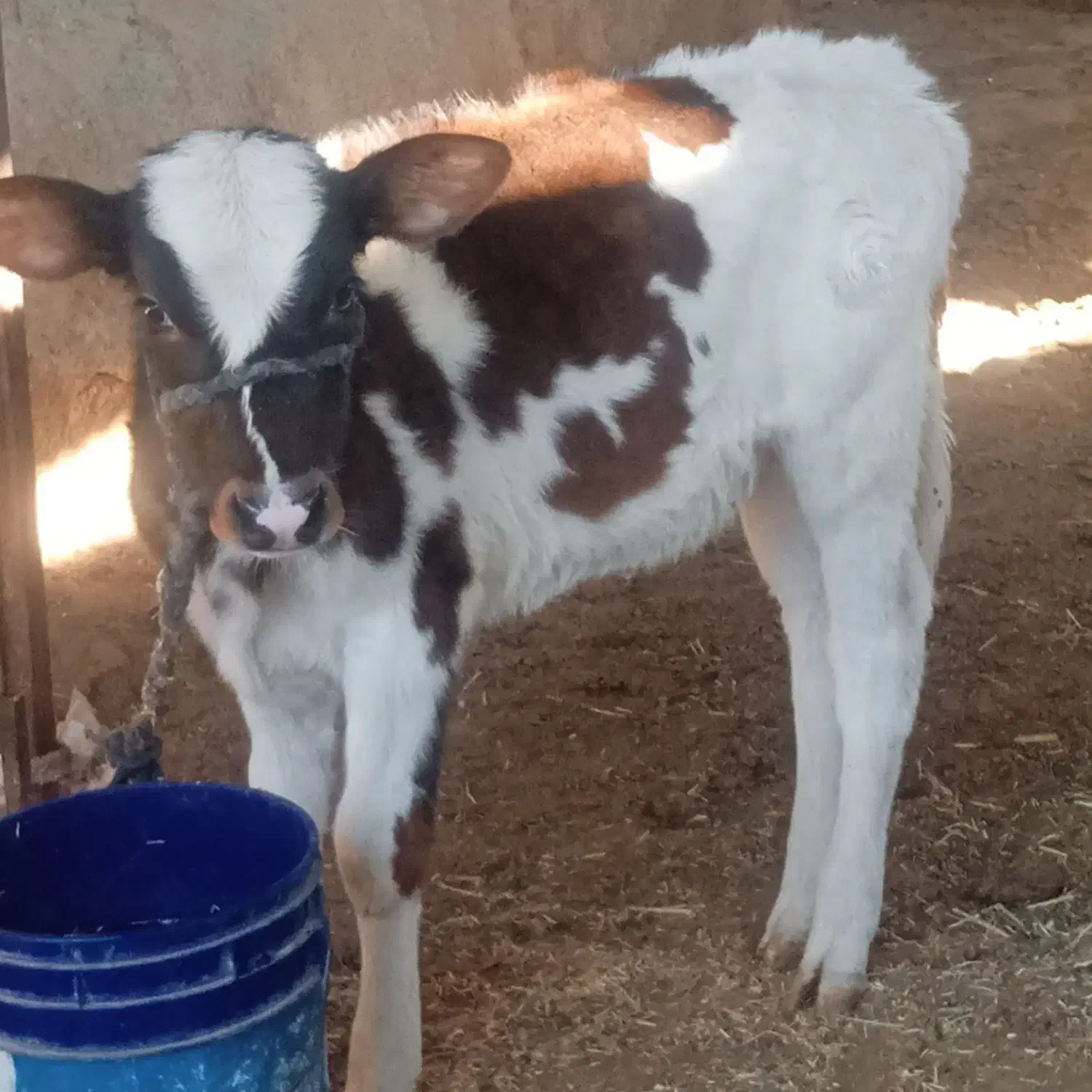 یک راس گوساله سمینتال ماده|حیوانات مزرعه|کازرون, |دیوار