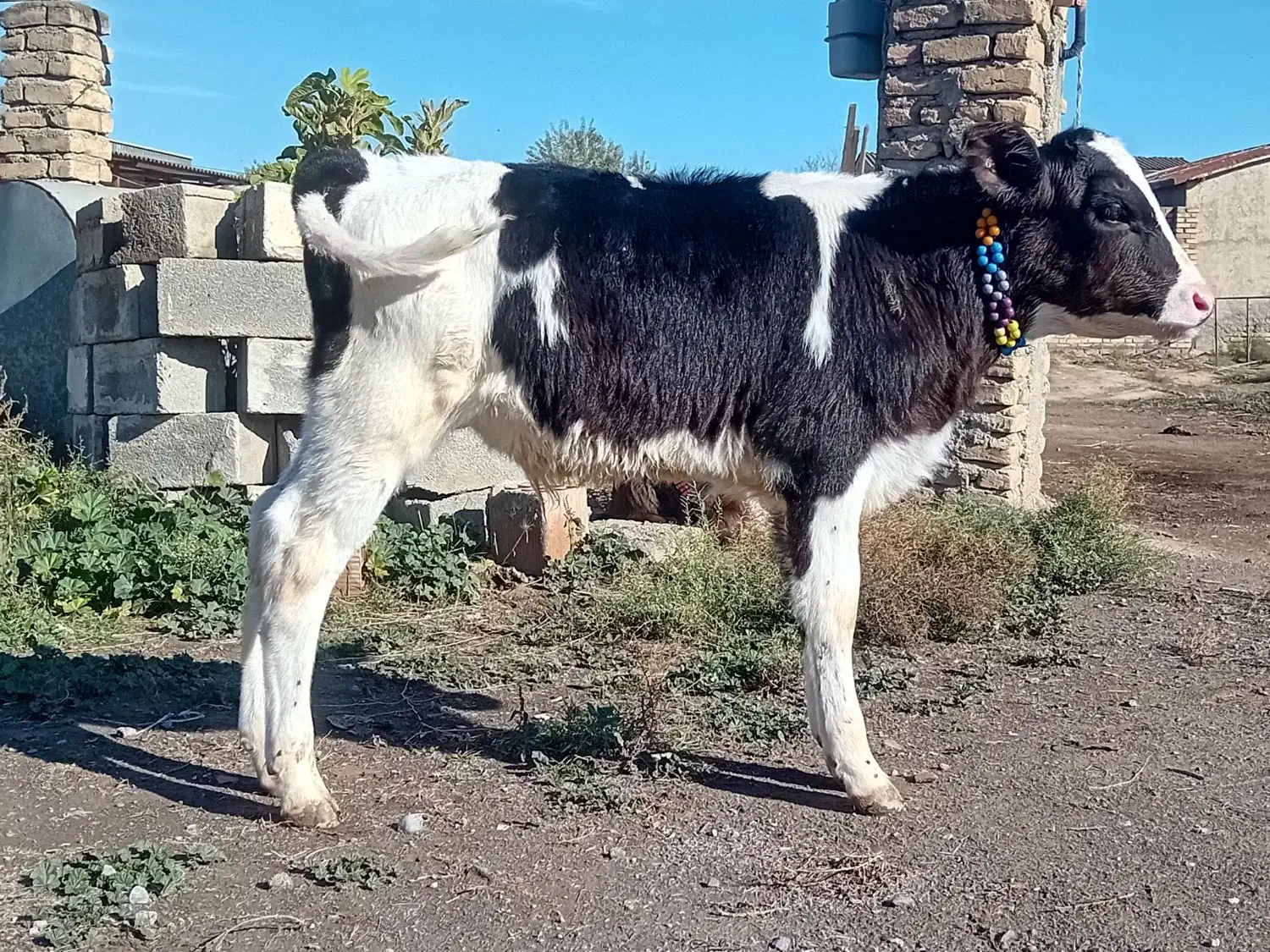 گوساله هلشتاین نر جنس صنعتی خوراک خور کلفت گاو|حیوانات مزرعه|آق قلا, |دیوار