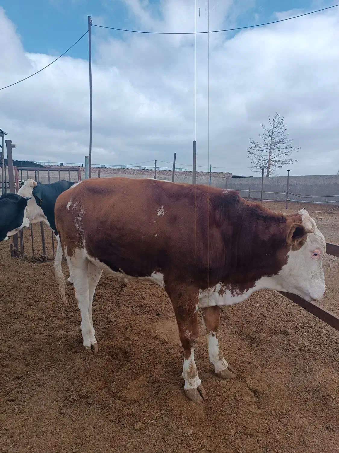 گوساله وگاو|حیوانات مزرعه|زاهدان, |دیوار