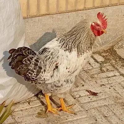 خروس جوان|حیوانات مزرعه|اصفهان, شیخ طوسی|دیوار