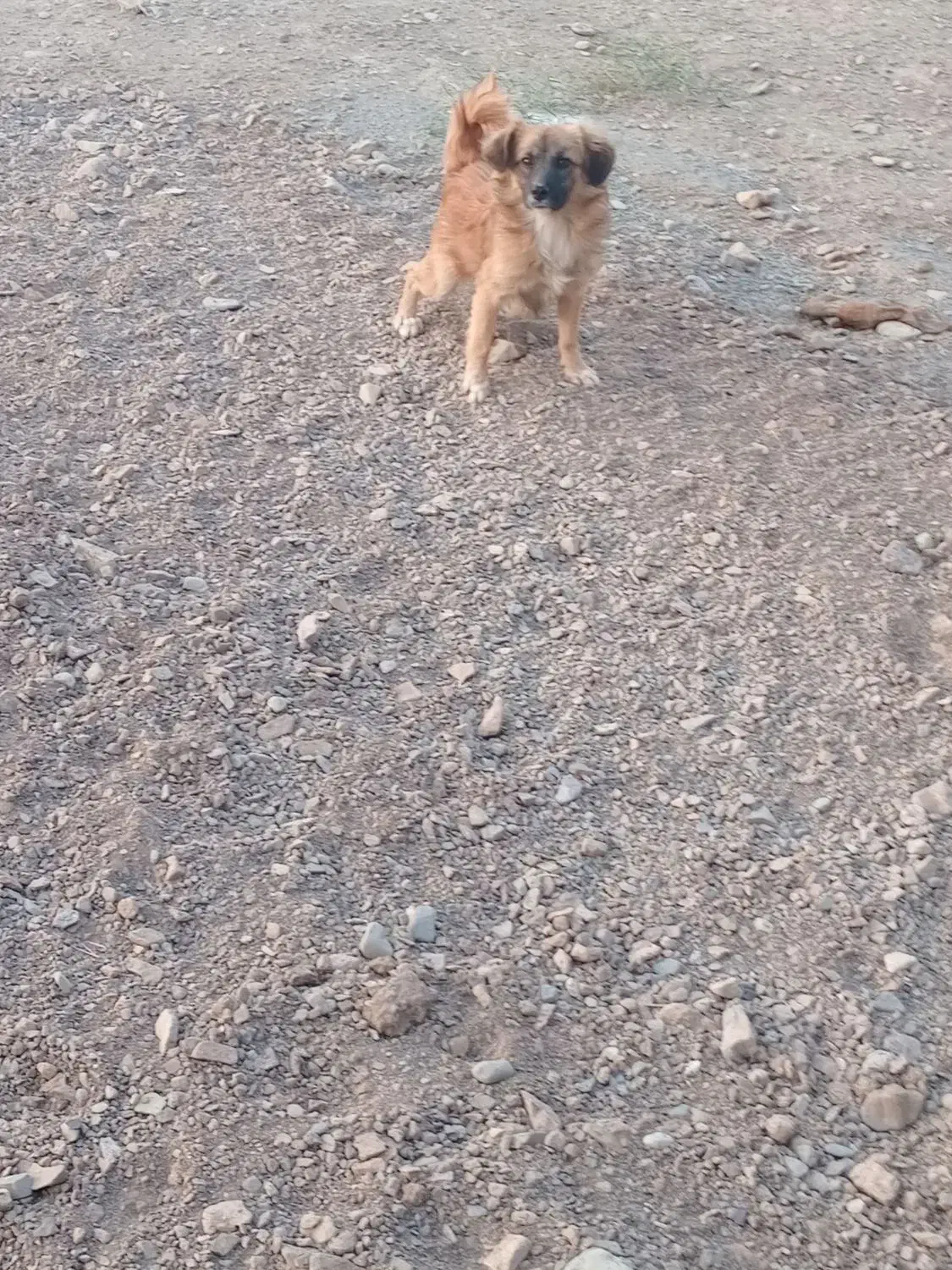 سگ پاپی نر جنس|سگ|ساوه, |دیوار