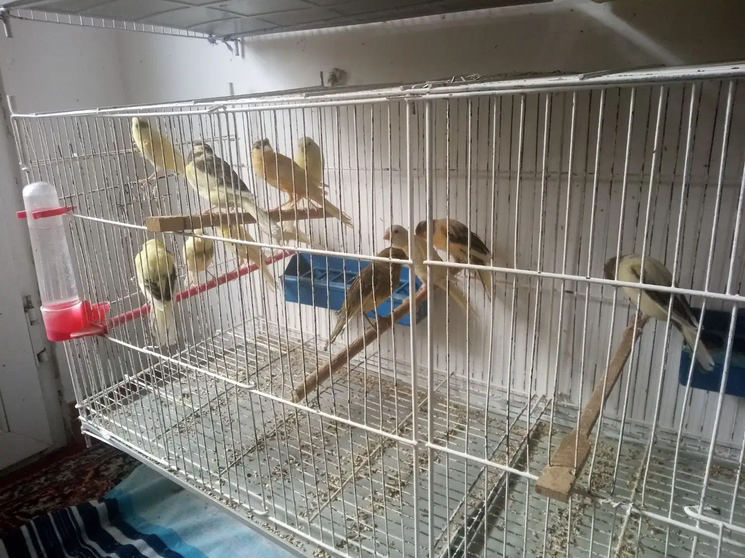 جوجه قناری|پرنده|رشت, کوی مهر|دیوار