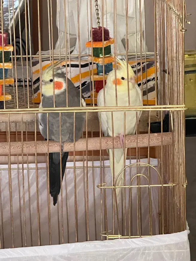 جفت عروس هلندی و ۲ عدد تخم|پرنده|آباده, |دیوار