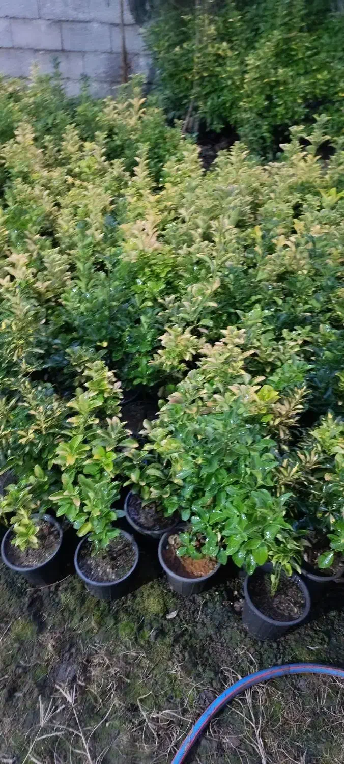 شمشاد طلایی ونعنایی قیمت درهم بگیرید 10|حراج|عباس‌آباد, |دیوار