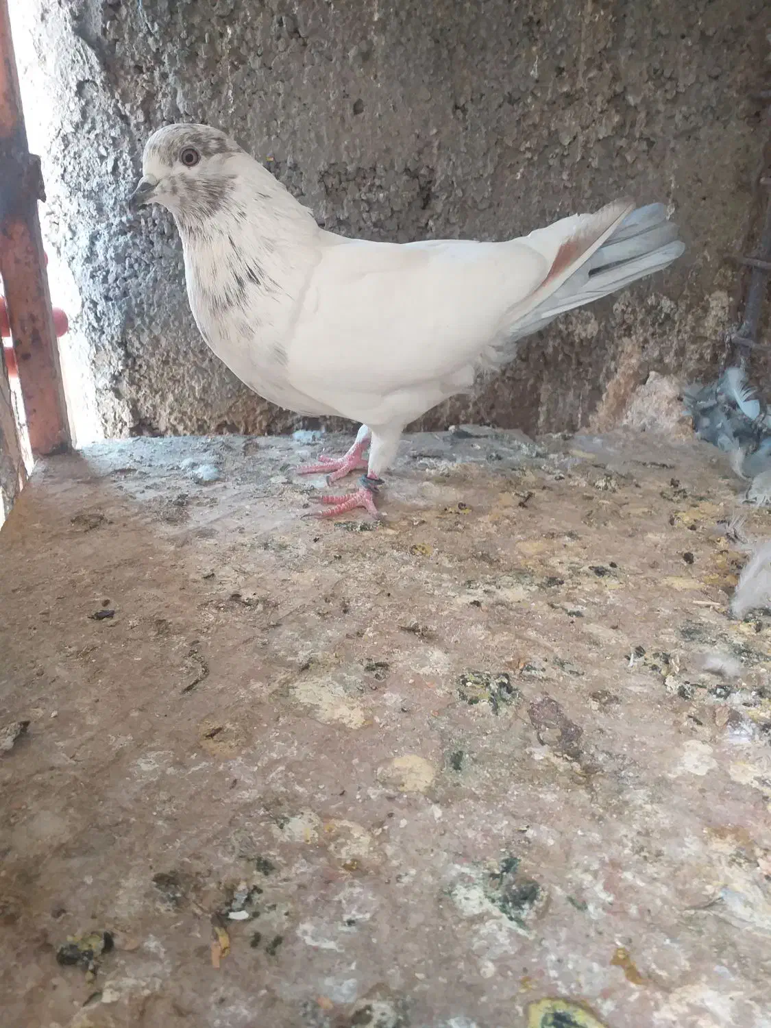 کفتر پرشی و خوب|پرنده|ساوه, |دیوار