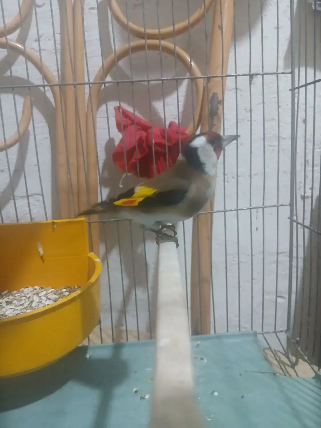 دو تا پرنده خونگی نر بخون سهره دو ماه قفس|پرنده|اسکو, |دیوار