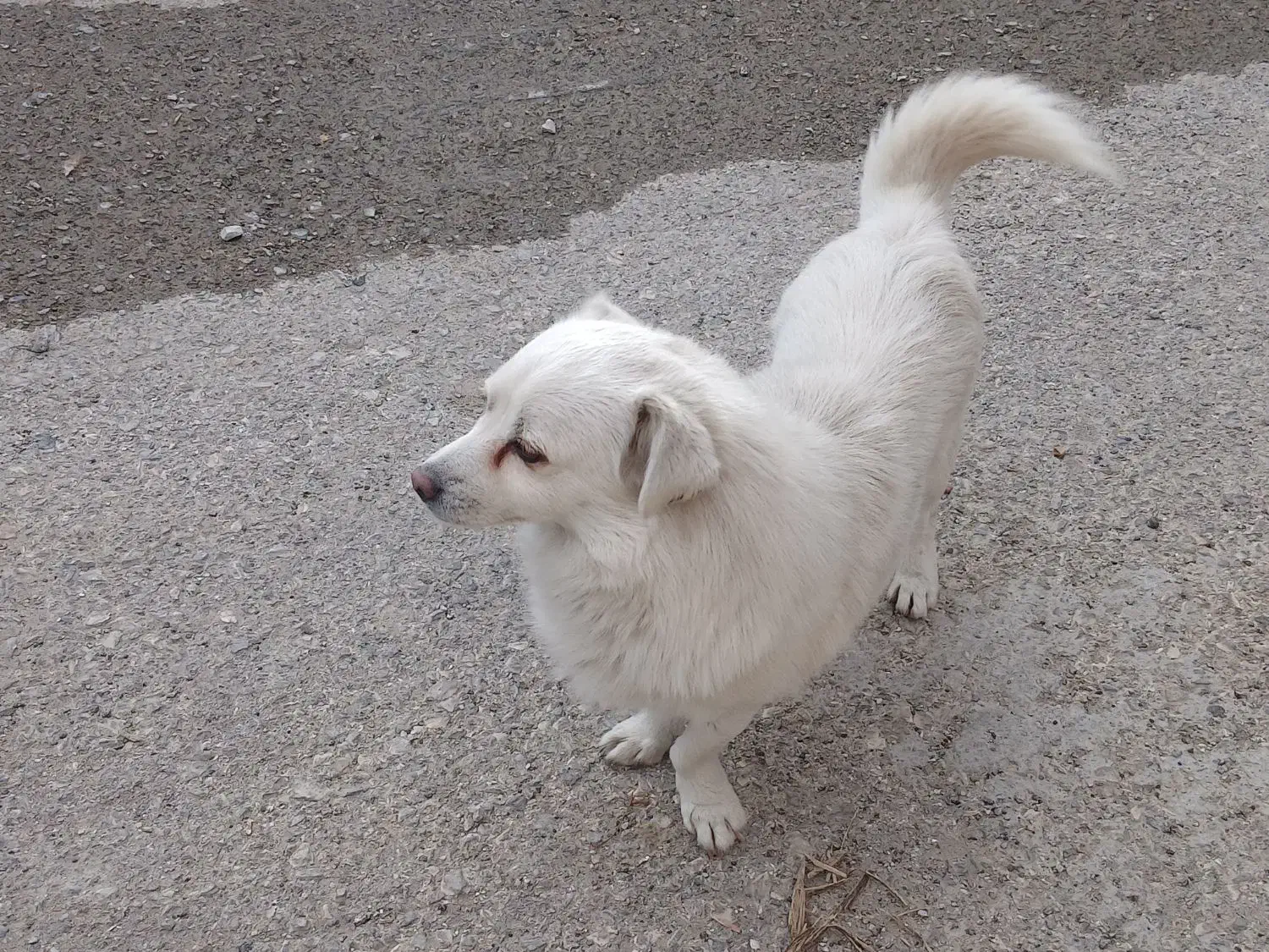 سگ پاکوتاه|سگ|خزل, |دیوار