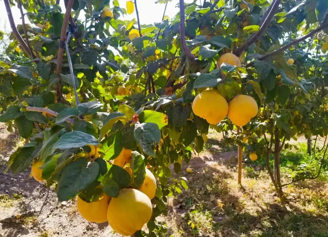 میوه به بومی|خوردنی و آشامیدنی|برخوار, |دیوار