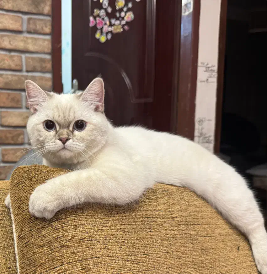 گربه بریتیش ماده خاص|گربه|مشهد, فلسطین|دیوار