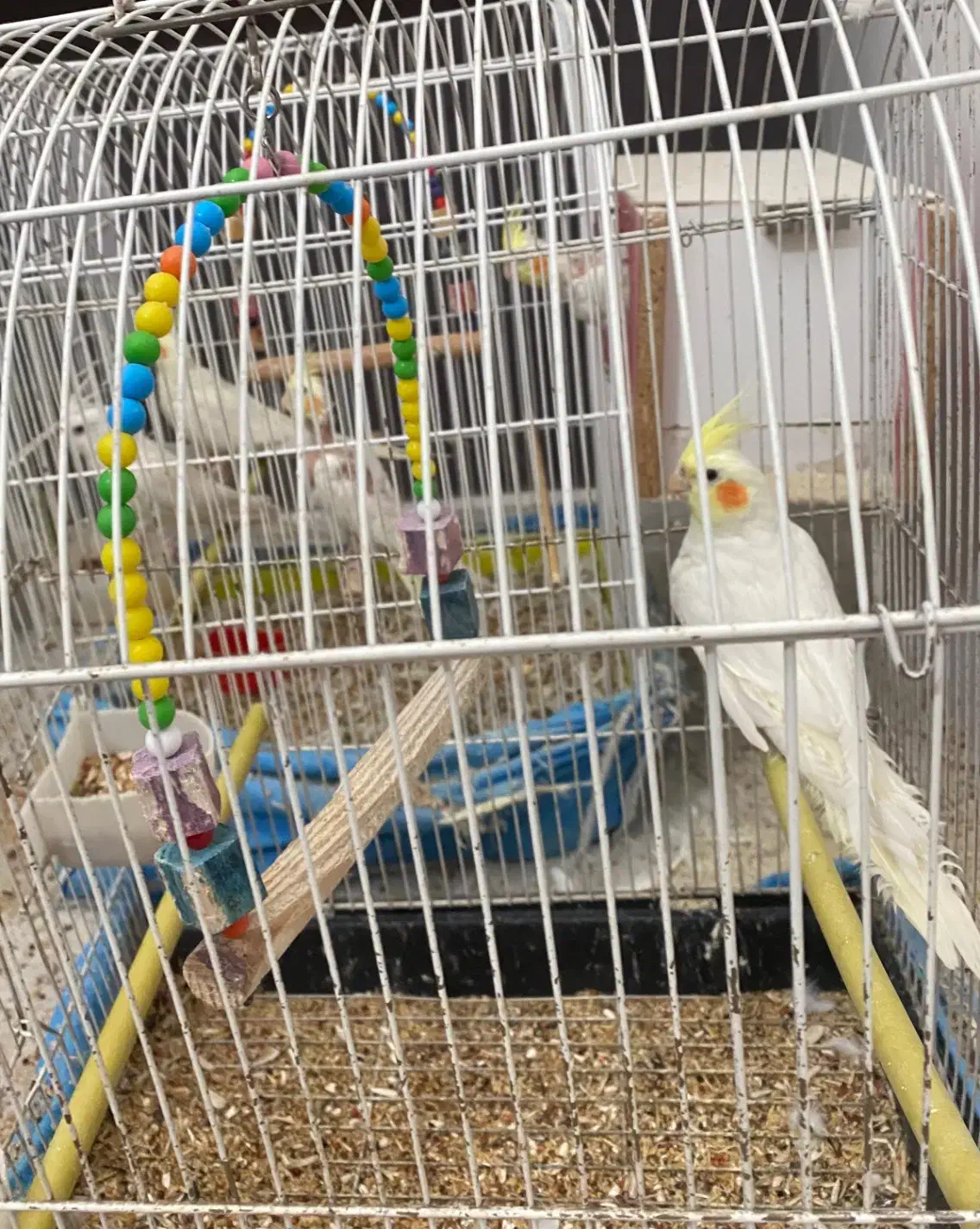 عروس هلندی|پرنده|گرمسار, |دیوار