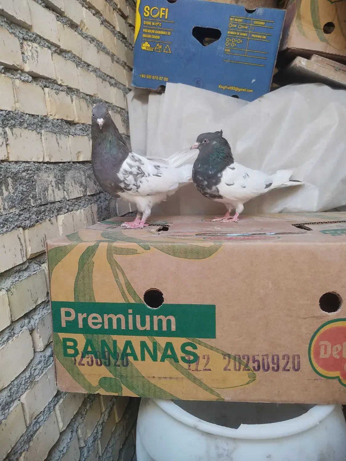 ماده سینه ای و کله ای|پرنده|بهبهان, |دیوار