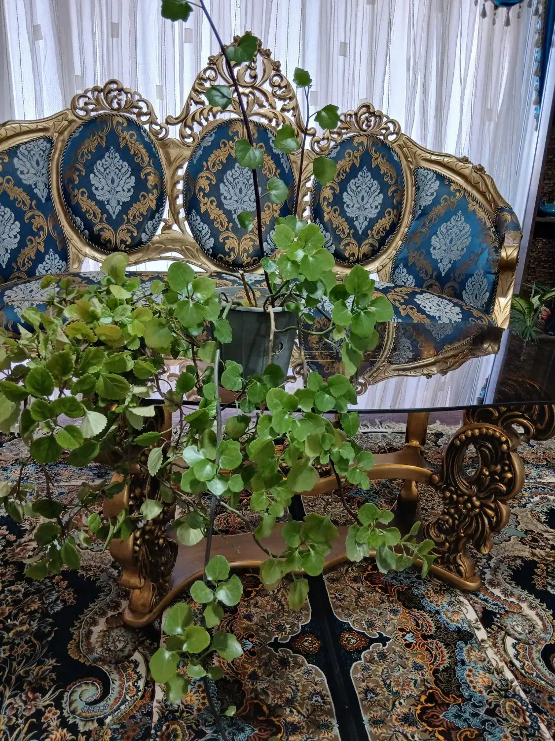 گل پیچک سوئدی و گل اشرفی|گل و گیاه طبیعی|شاهین‌شهر, شهرک سایت|دیوار