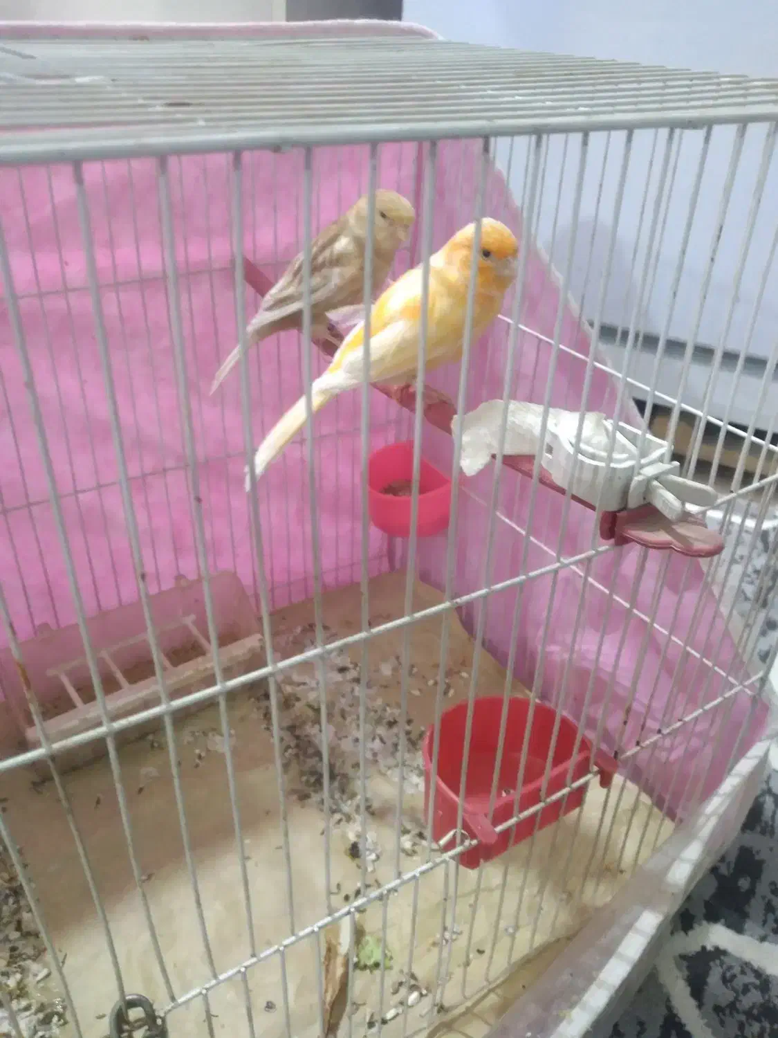 قناری نر ماده|پرنده|مشهد, فریزی|دیوار