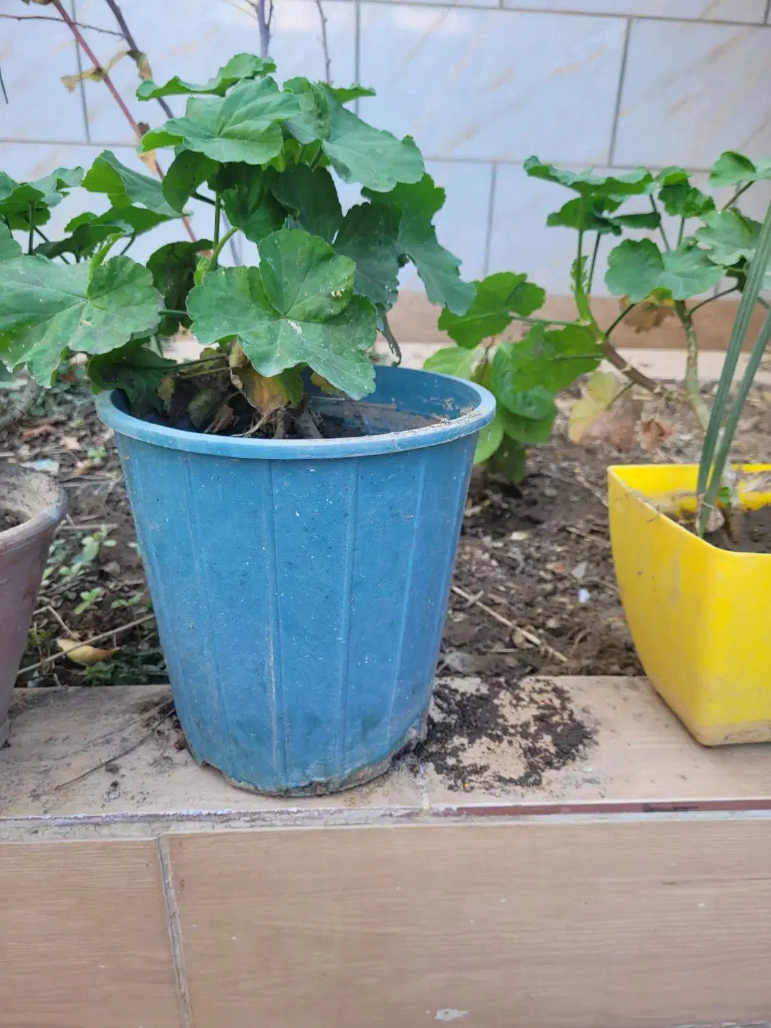 گل شمعدونی|گل و گیاه طبیعی|کاشمر, |دیوار