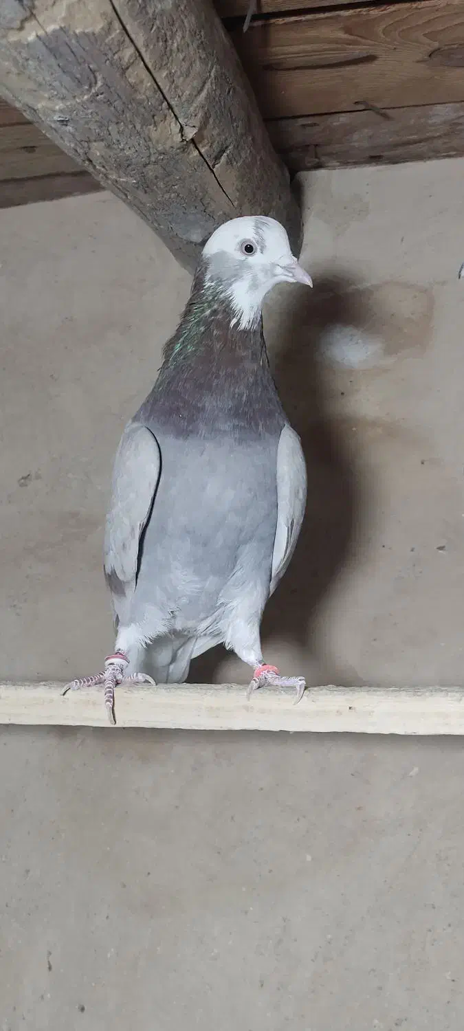 کبوتر پرشی|پرنده|مبارکه, |دیوار