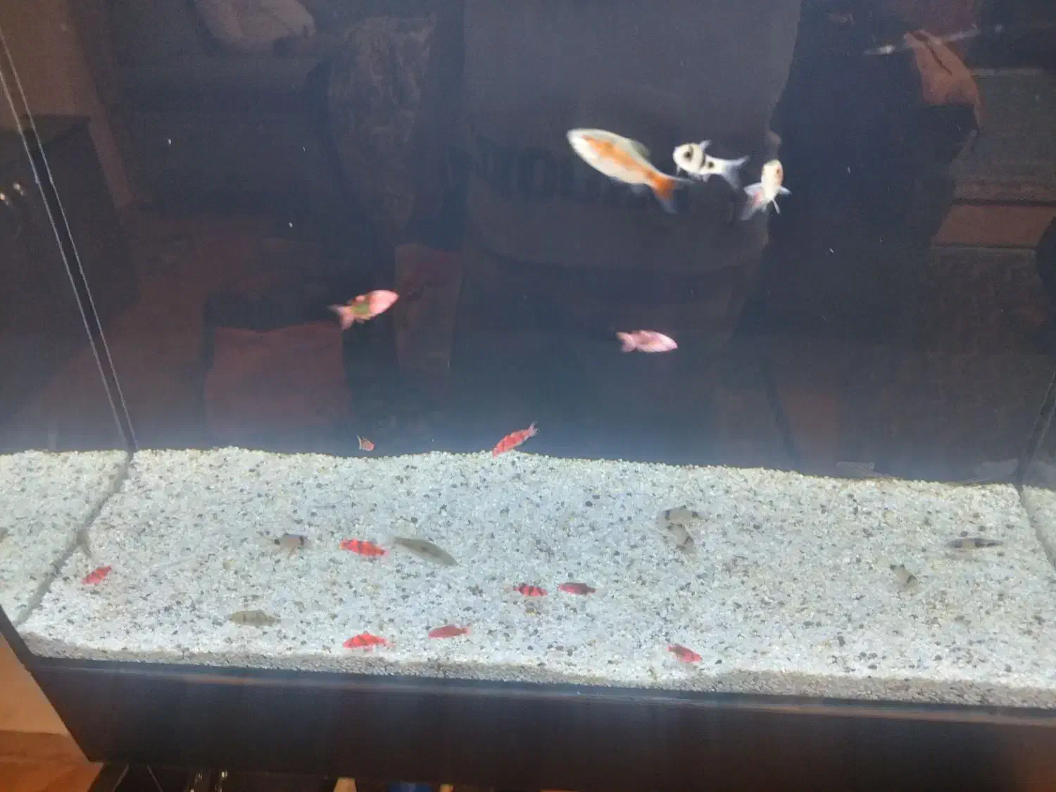 ماهی بارب|ماهی|کرج, گلستان|دیوار