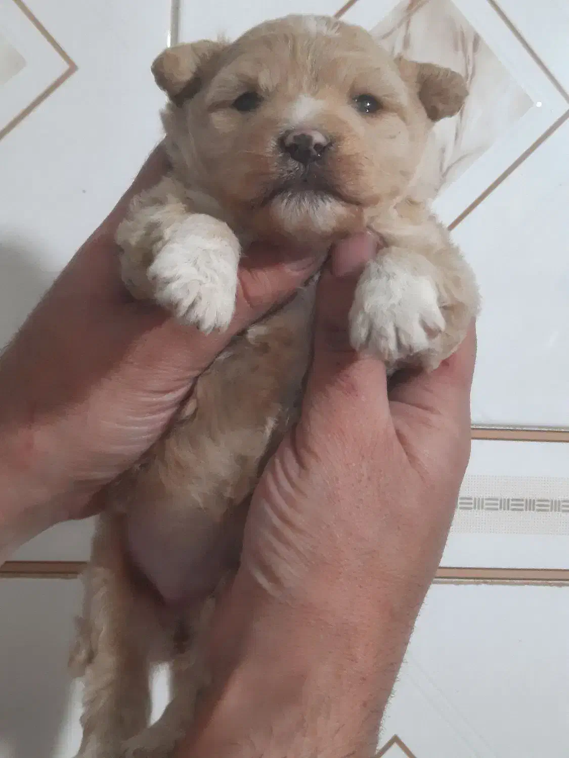 پودل کراس ماده|سگ|تهران, باغ خزانه|دیوار