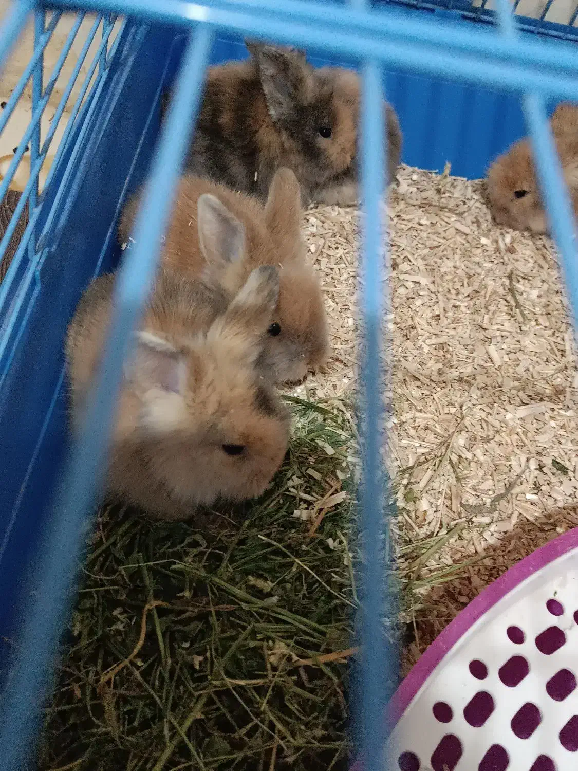 بچه خرگوش لپ ترکیش|موش و خرگوش|قزوین, |دیوار