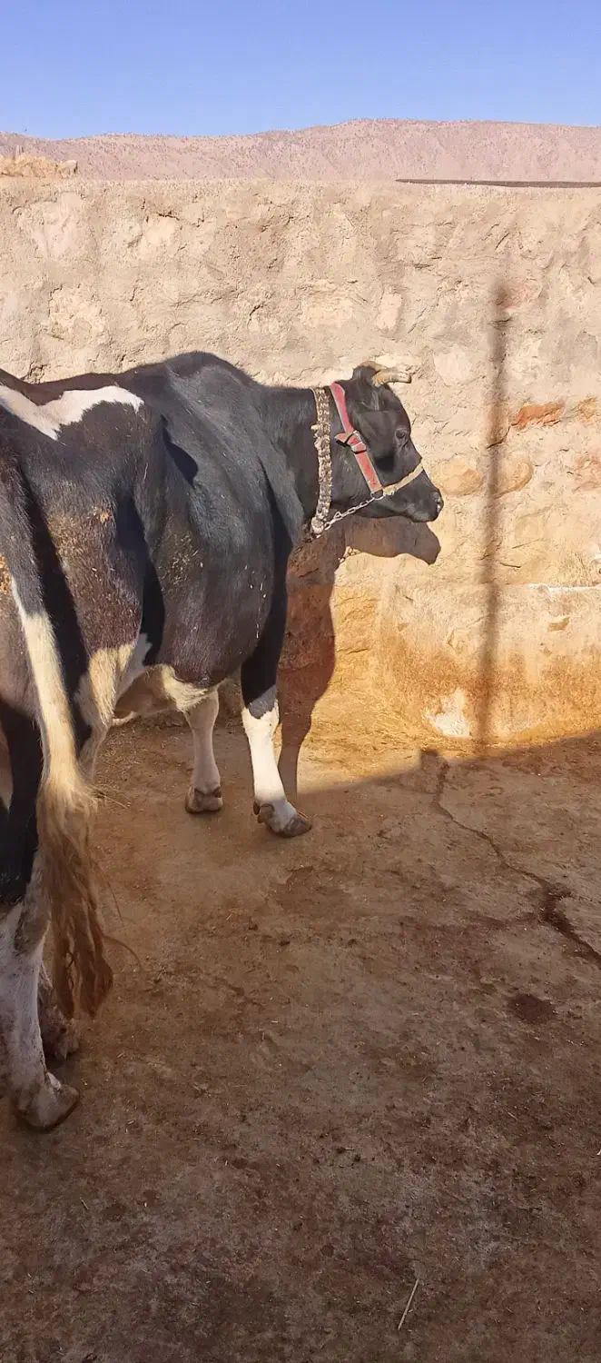 گاو شیری|حیوانات مزرعه|شباب, |دیوار