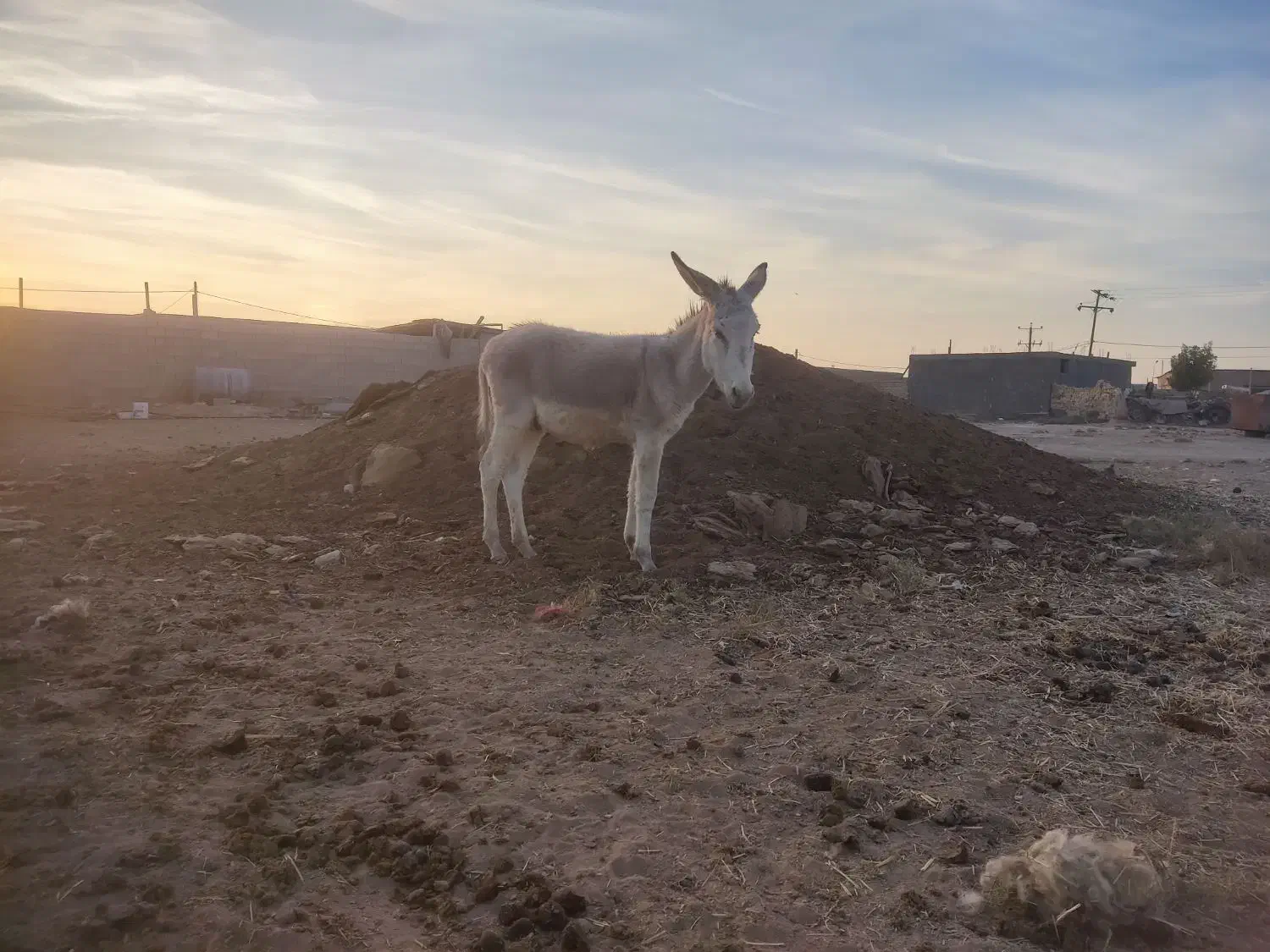 با سلام فروش ۲راس کره خر نر آروم و اصیل|حیوانات مزرعه|مرودشت, رودبال|دیوار