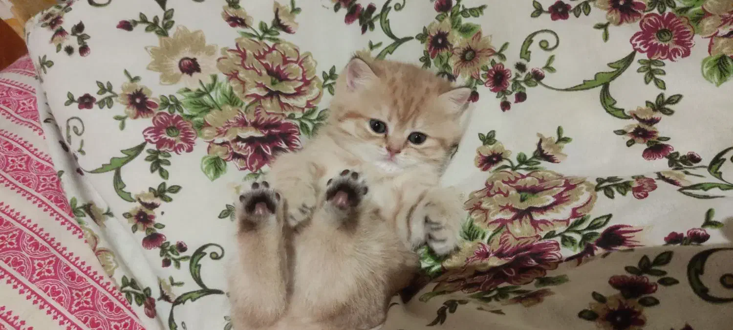 british golden|گربه|کرج, گوهردشت|دیوار