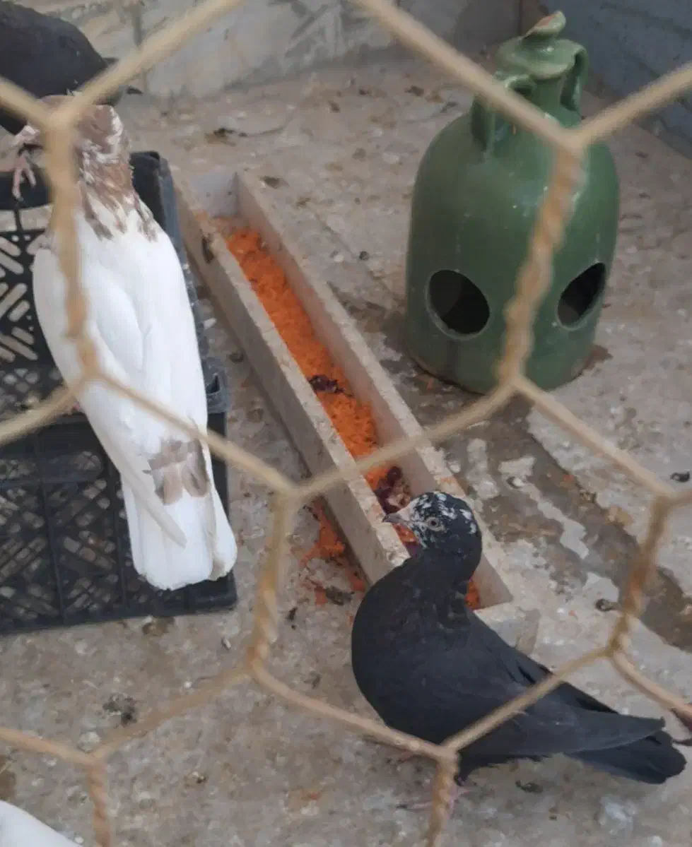 کبوتر|پرنده|شیراز, تندگویان|دیوار