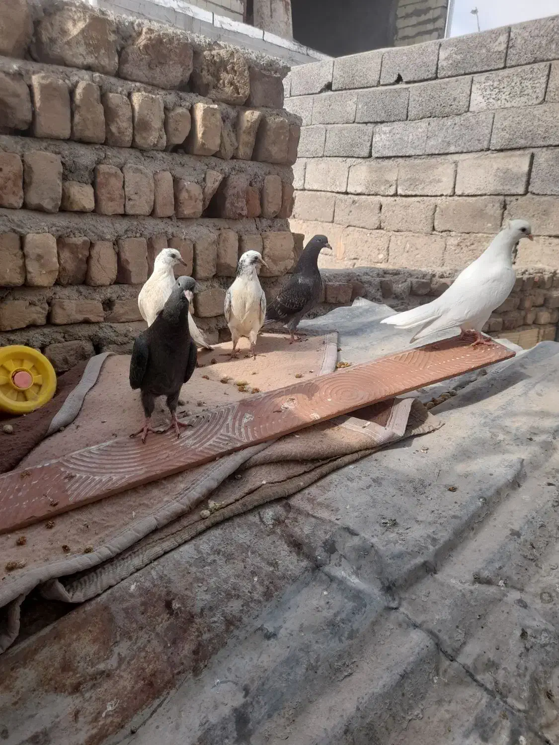 تعدادی کبوتر کله ای زاغ سفید سرور|پرنده|بافت, |دیوار