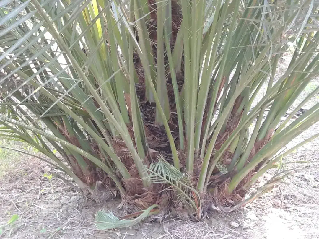 پاجوش برحی|گل و گیاه طبیعی|شادگان, |دیوار