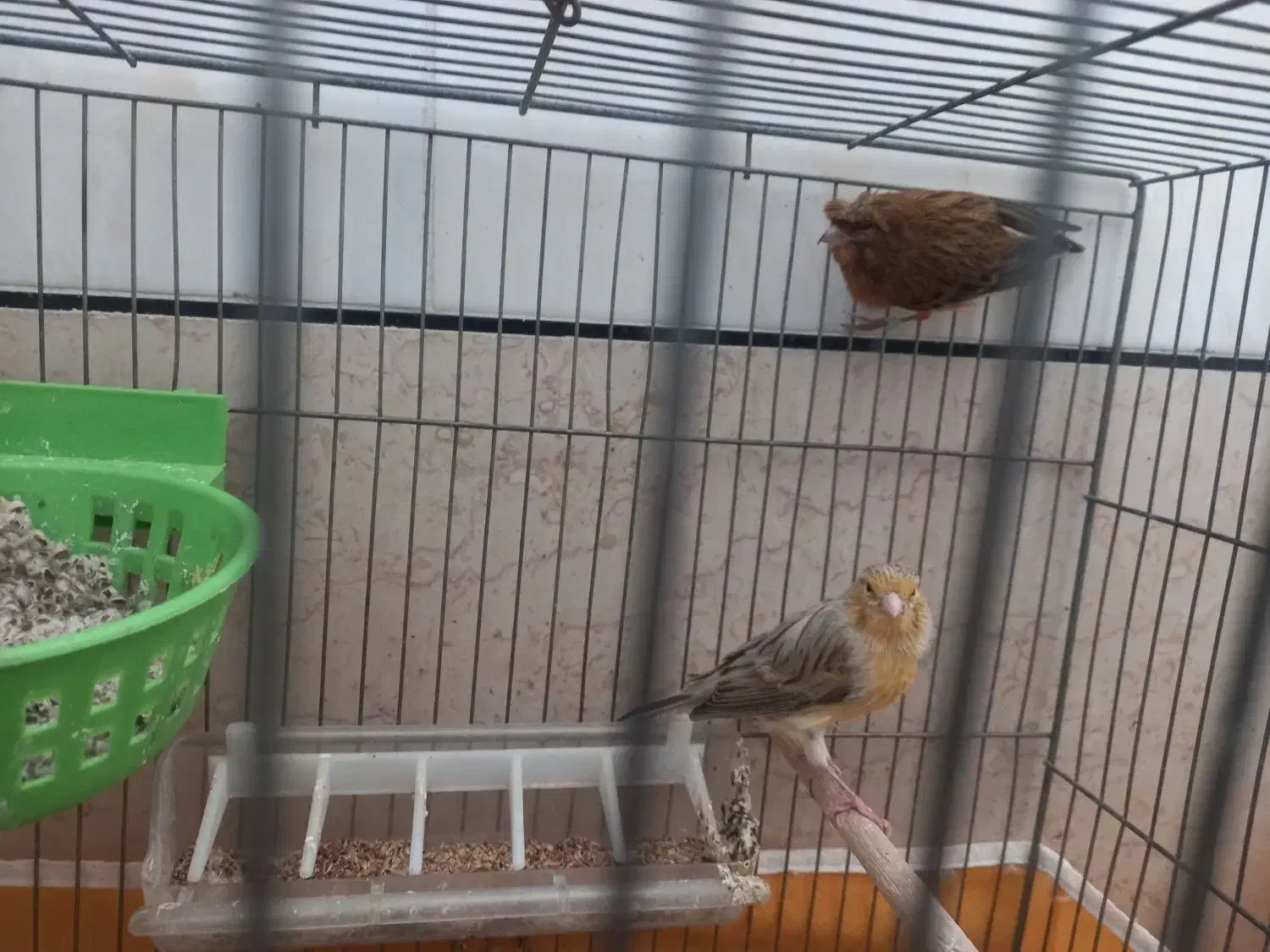 جفت قناری مولد|پرنده|خمینی‌شهر, |دیوار