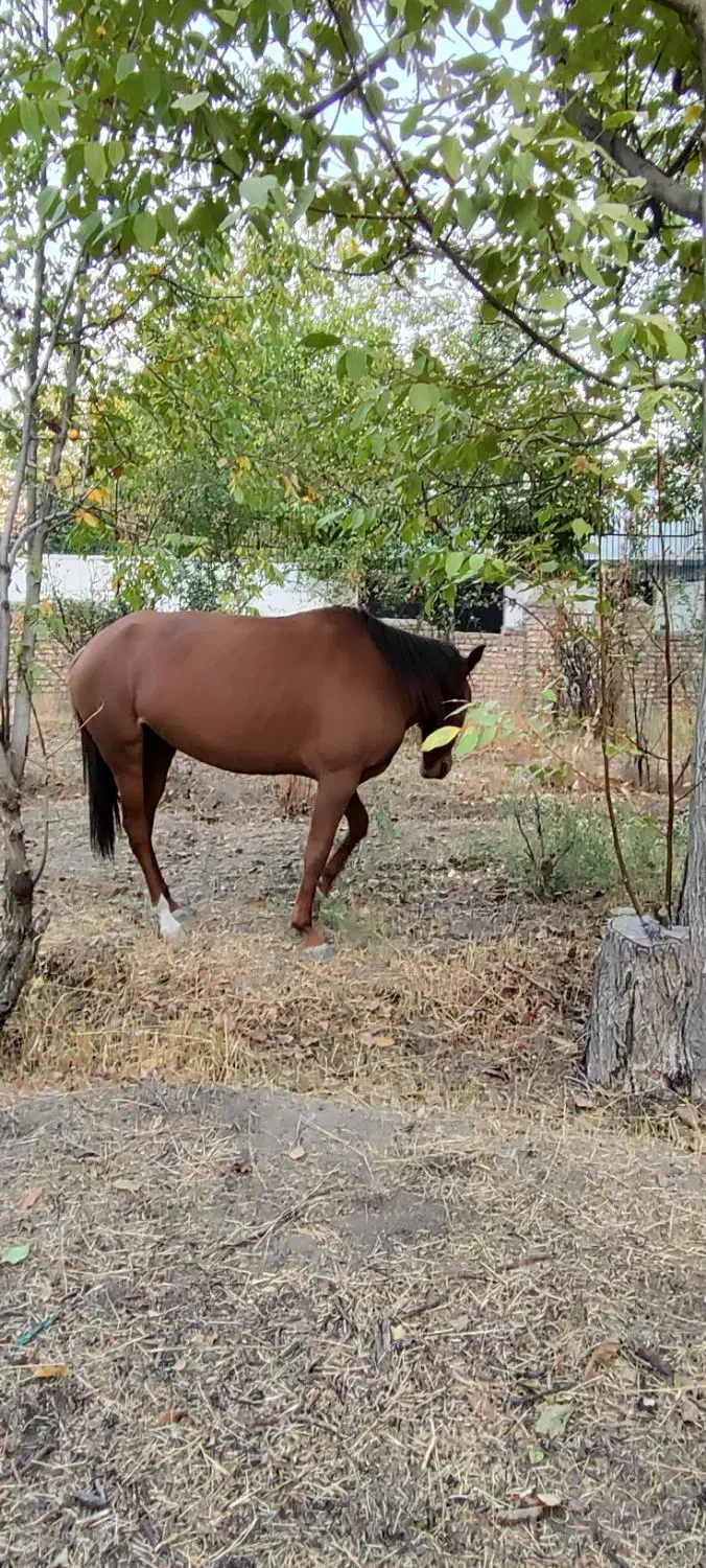 اسب|اسب و تجهیزات اسبسواری|دماوند, دماوند|دیوار