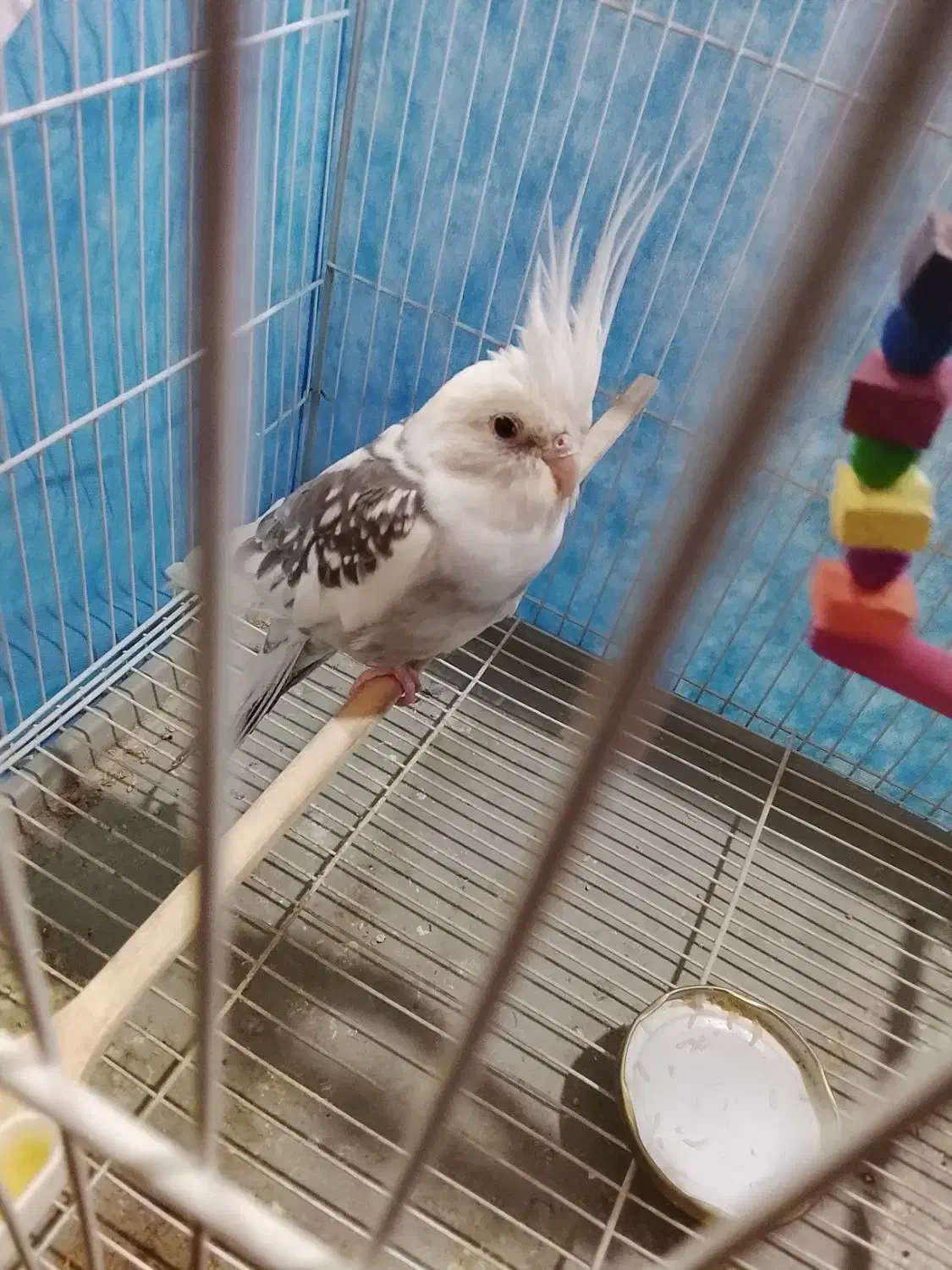 قفس 40در 60ویه عروس هلندی نر|پرنده|سبزوار, کلاته سیفر|دیوار