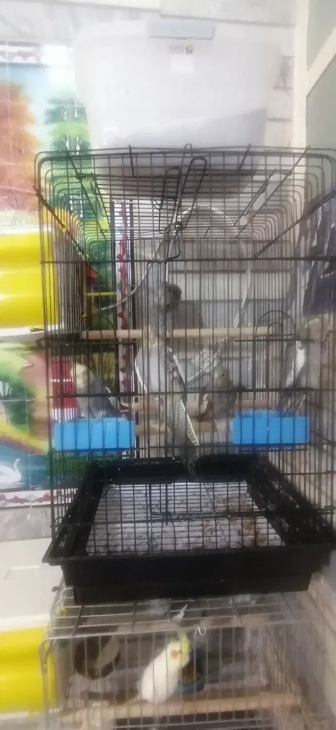 عروس هلندی|پرنده|شیراز, مسلم|دیوار